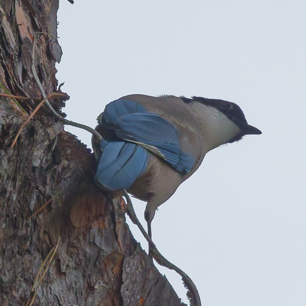 イベリアオナガ - ML645367176