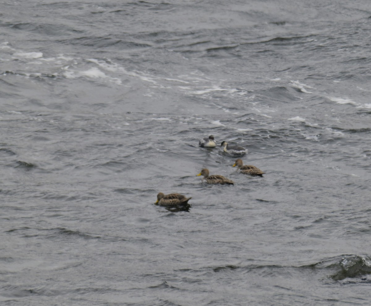 Yellow-billed Pintail (South American) - ML645367177