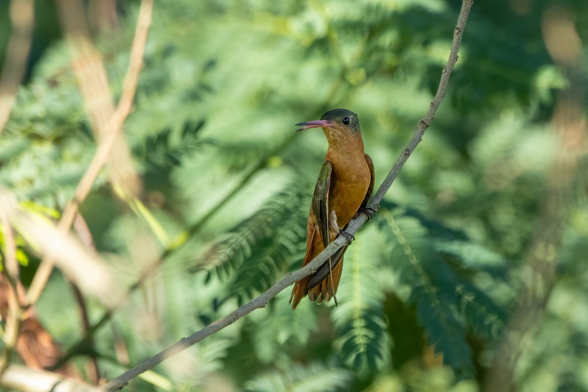 Cinnamon Hummingbird - ML645367219