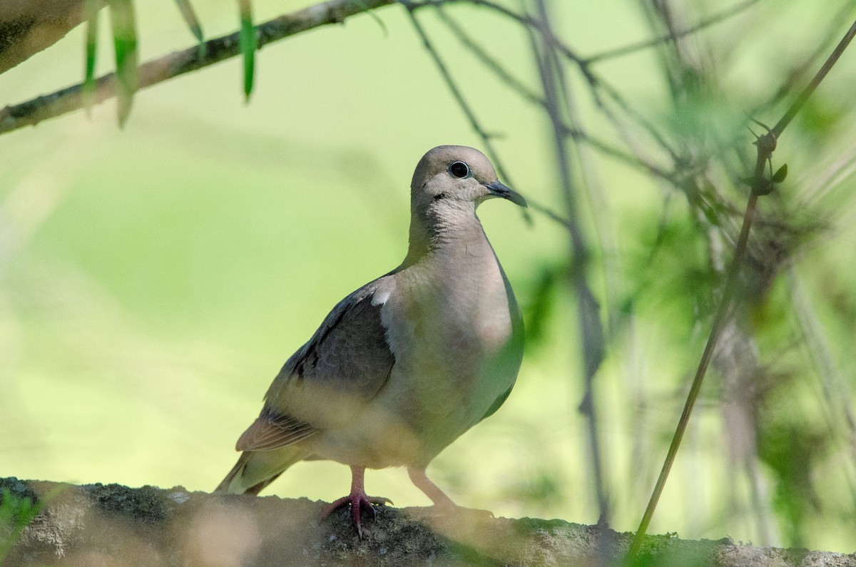 Eared Dove - ML645367222