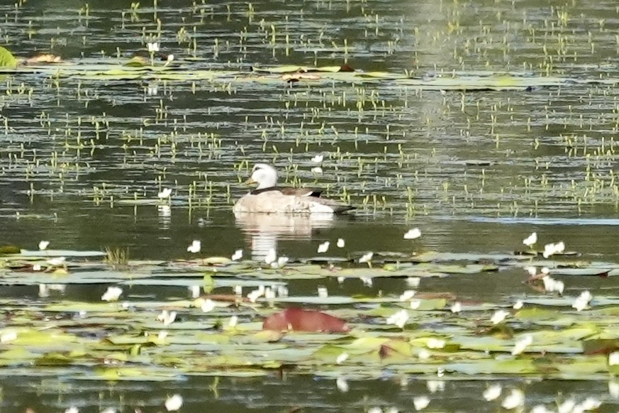 Cotton Pygmy-Goose - ML645367223