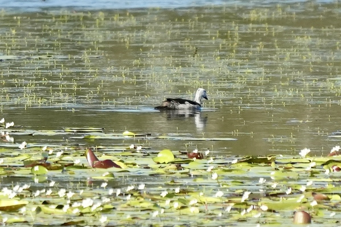 Cotton Pygmy-Goose - ML645367224