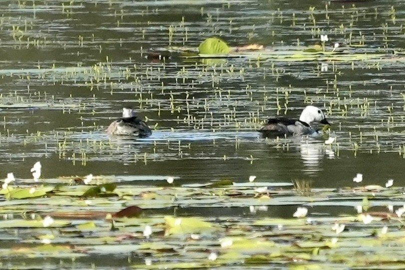 Cotton Pygmy-Goose - ML645367225