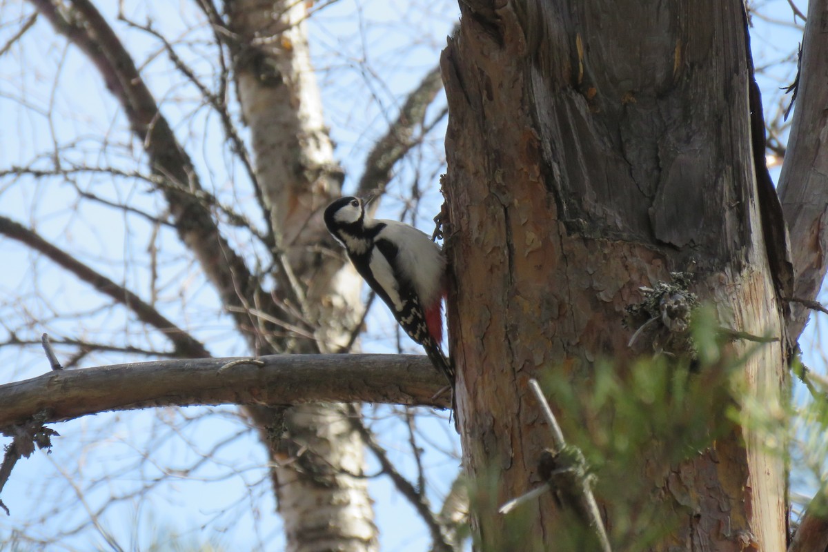 Orman Alaca Ağaçkakanı - ML645367226