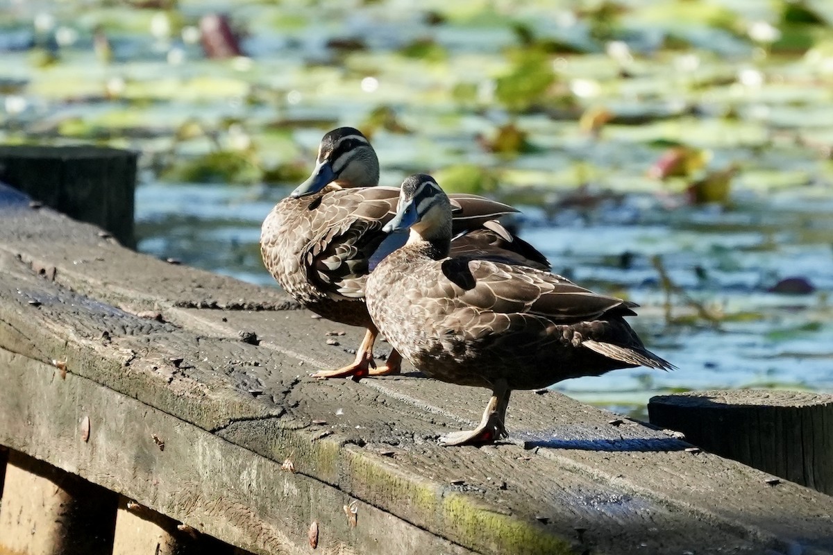 Pacific Black Duck - ML645367227