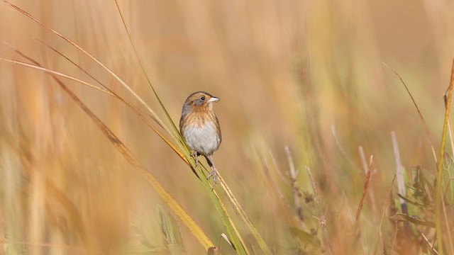 Nelson's Sparrow (Interior) - ML645367231