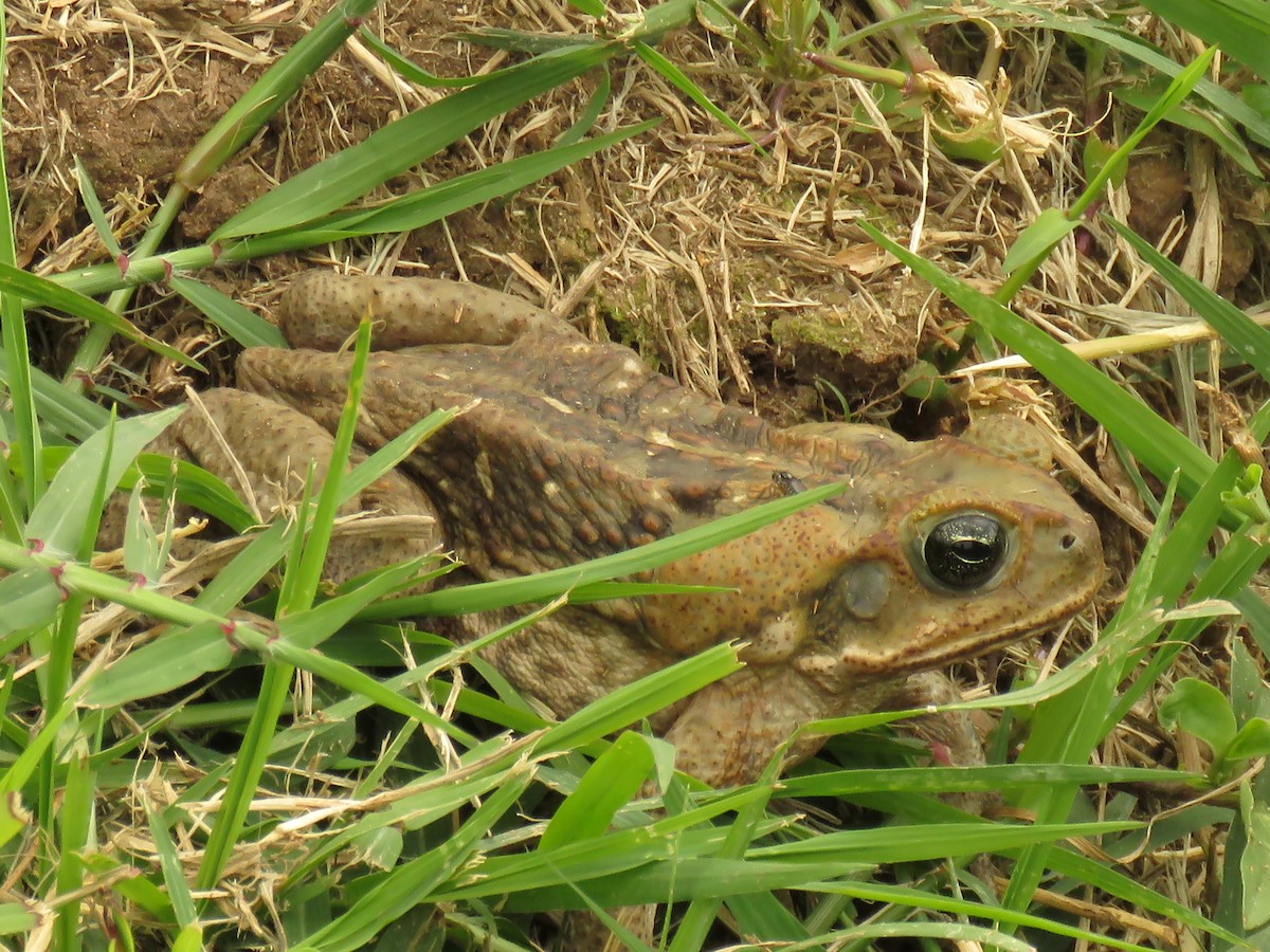 Amphibians - ML645367232