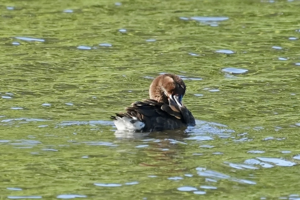 Hardhead - ML645367233