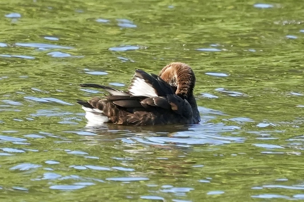 Hardhead - ML645367234