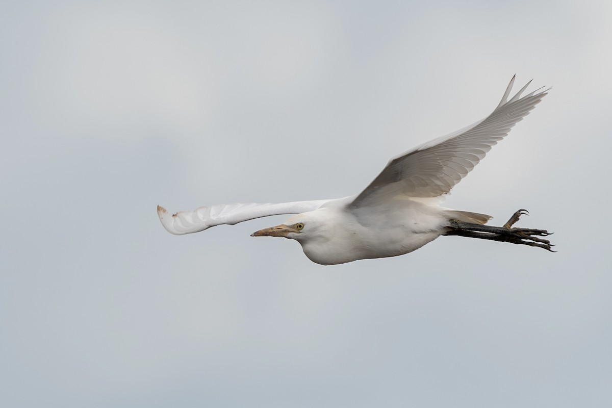 volavka rusohlavá - ML645367255