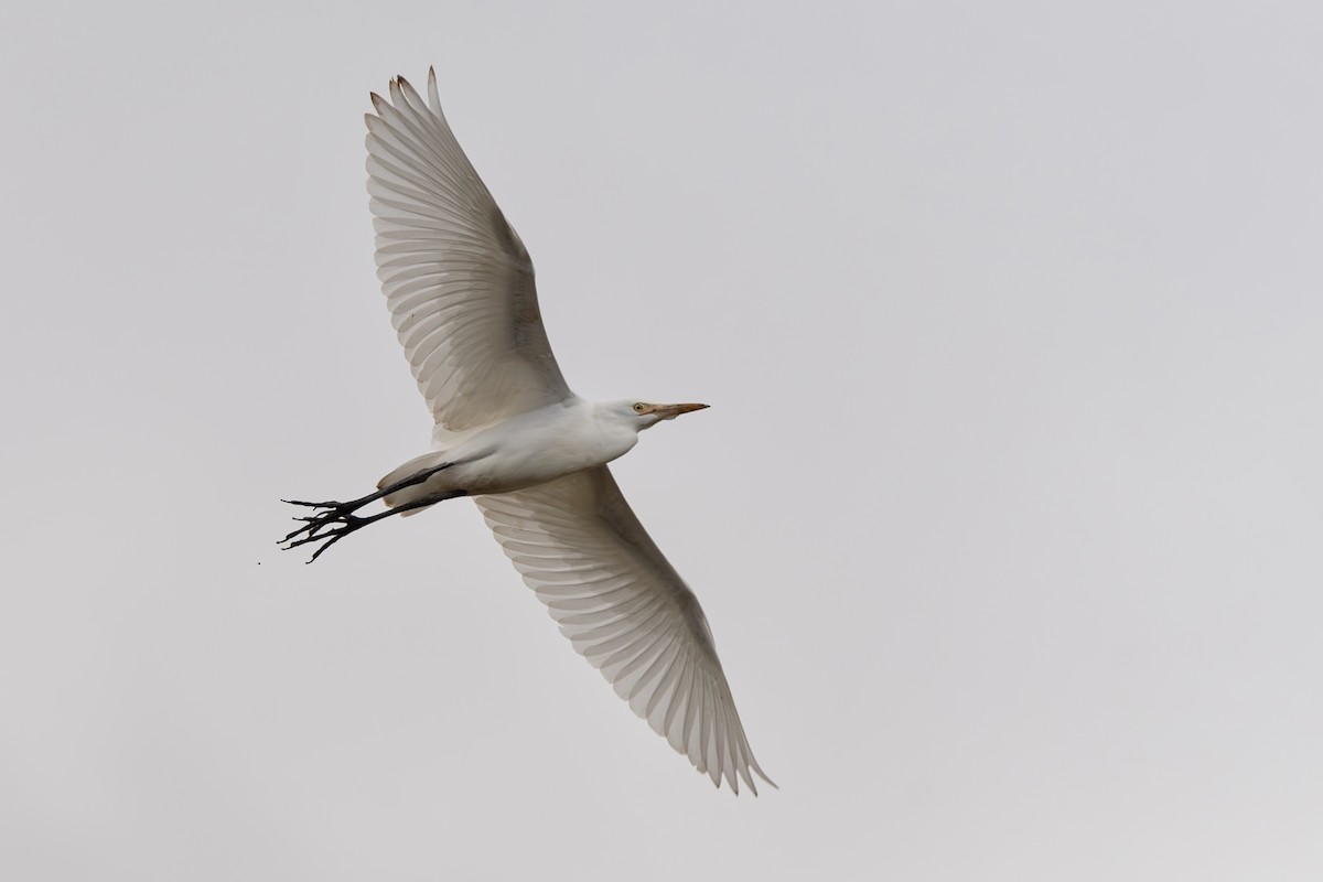 volavka rusohlavá - ML645367257