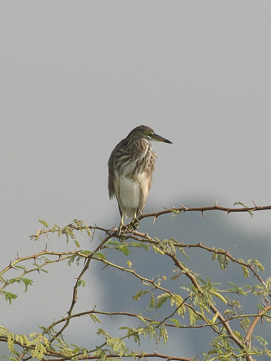 Hint Alaca Balıkçılı - ML645367258