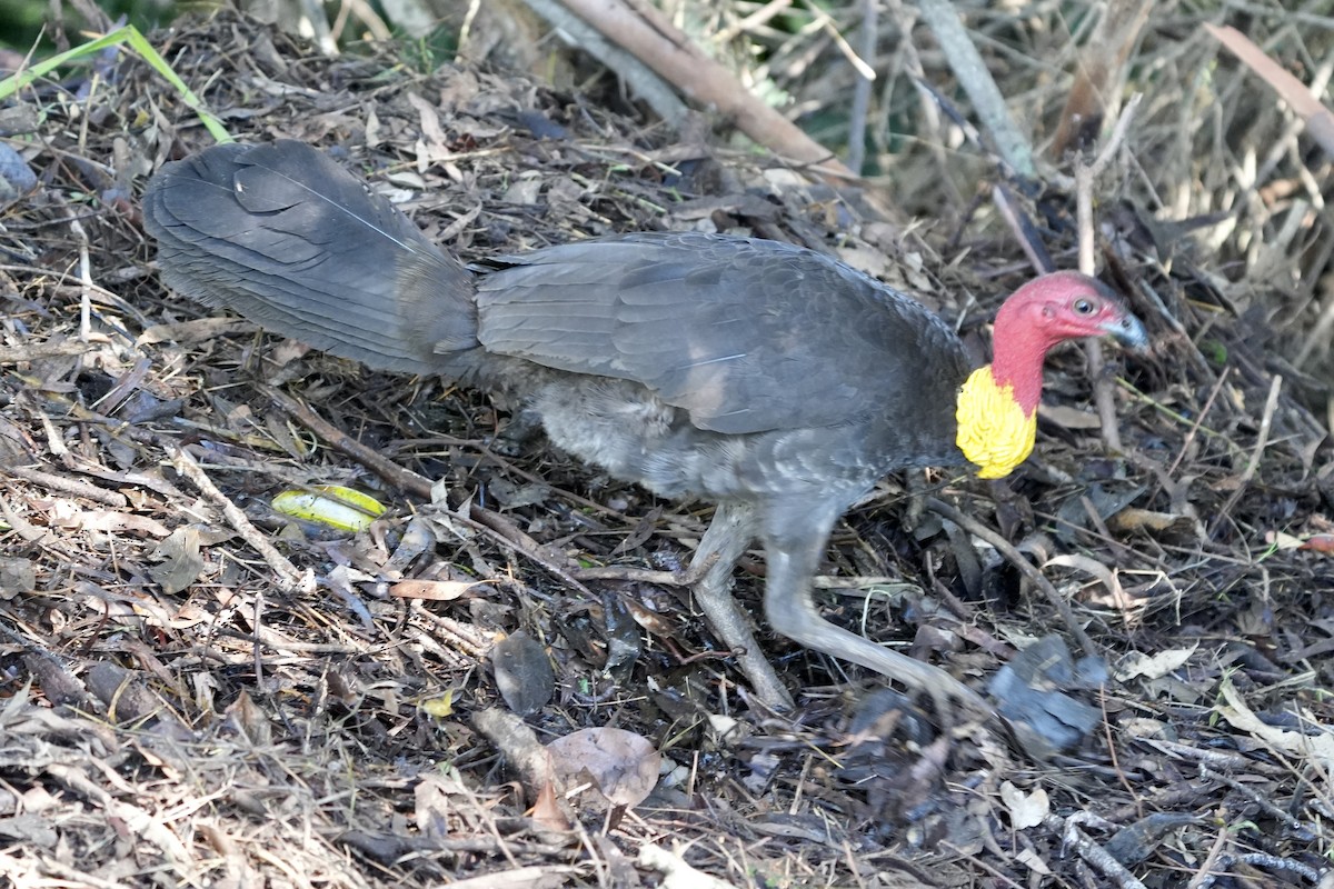 Australian Brushturkey - ML645367260