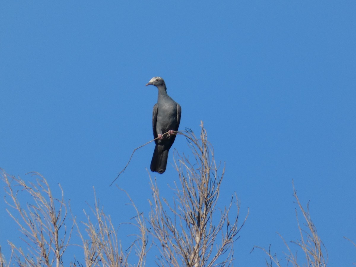 White-crowned Pigeon - ML645367261