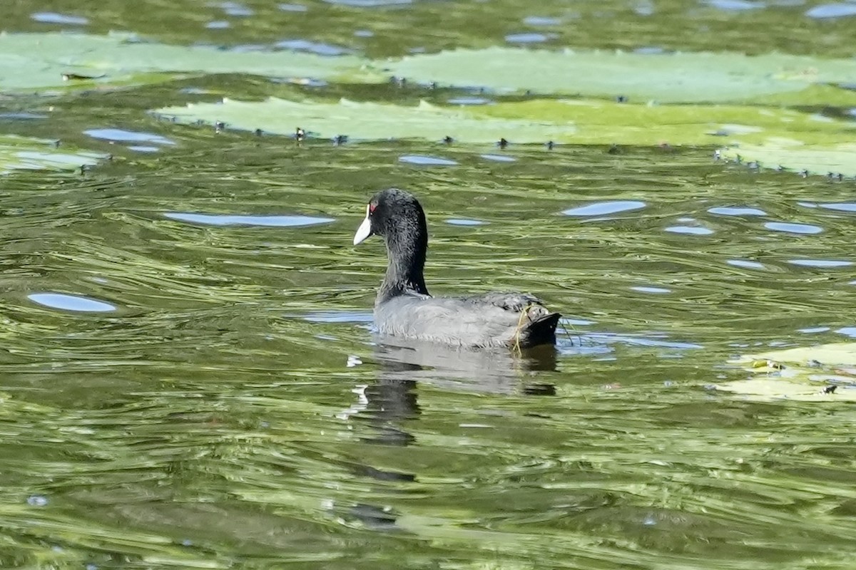Eurasian Coot - ML645367263