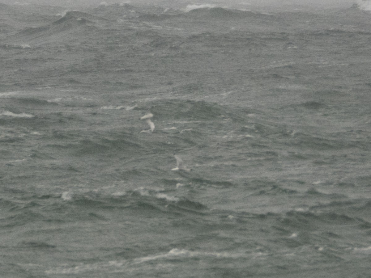 krykkje - ML645367264