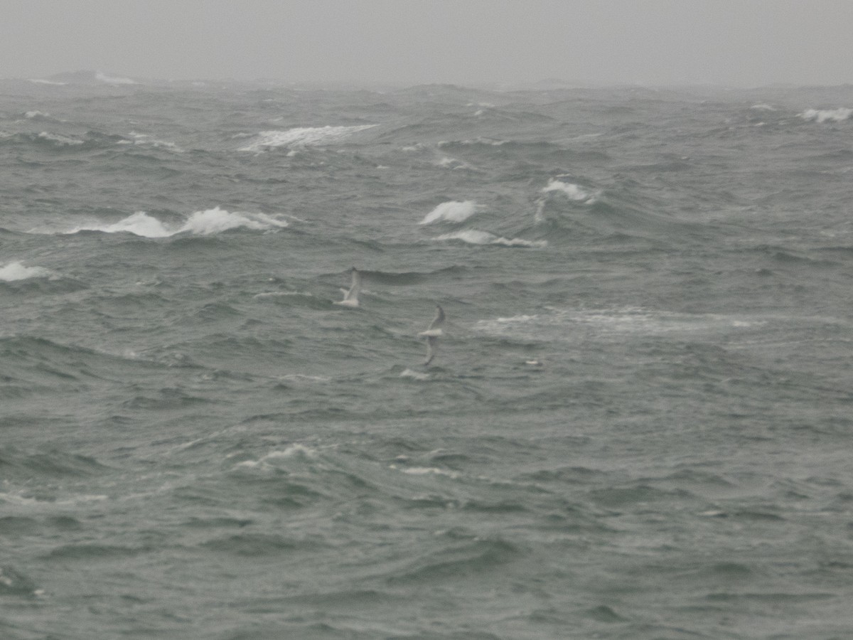 krykkje - ML645367265