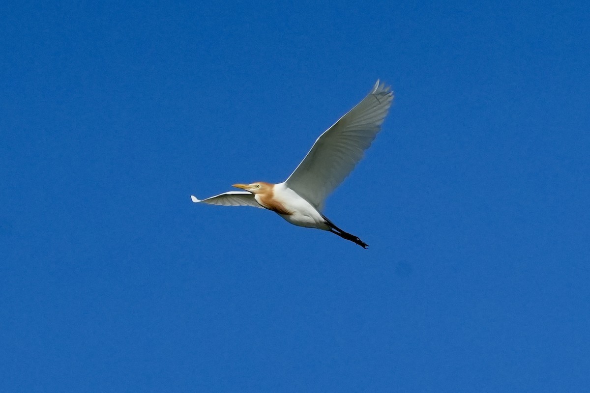 Eastern Cattle-Egret - ML645367273