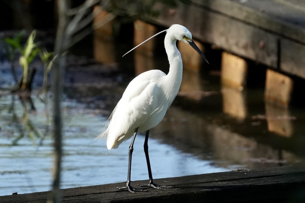 Little Egret - ML645367275