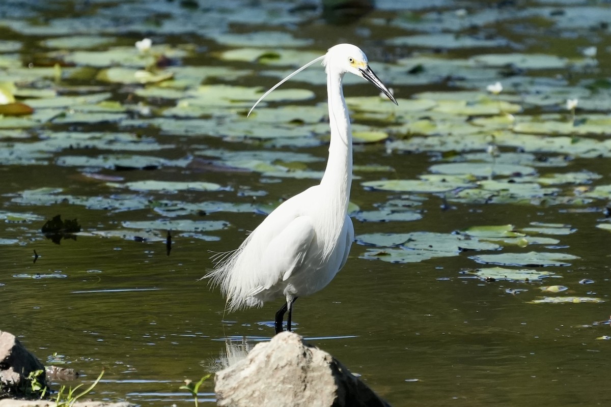 Little Egret - ML645367276