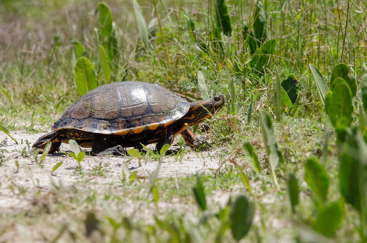 Animals - ML645367290