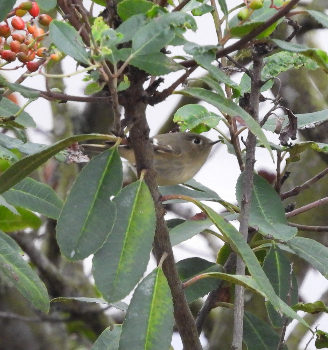 Золотомушка рубіновочуба - ML645367294