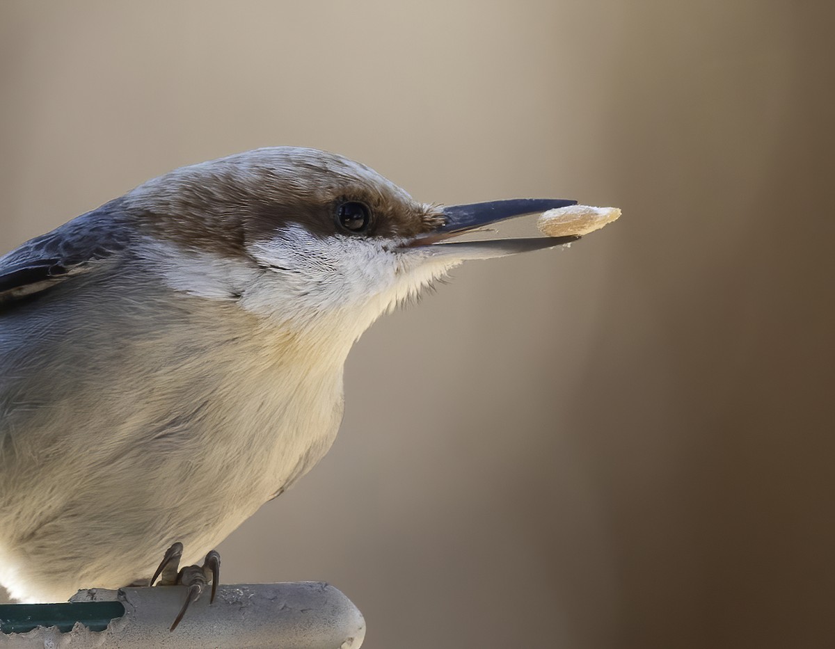 brhlík hnědohlavý - ML645367298