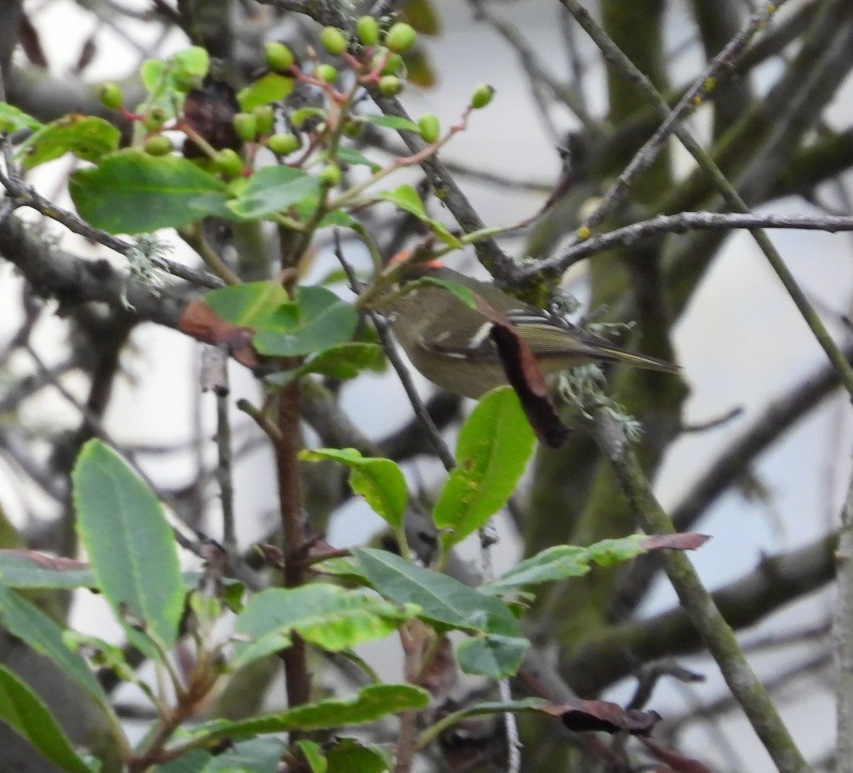 Золотомушка рубіновочуба - ML645367301