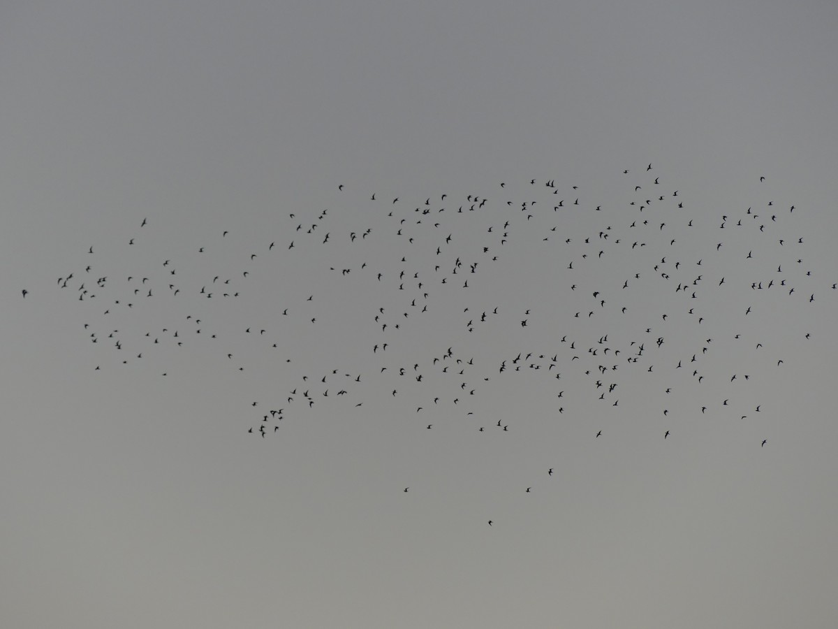 Bonaparte's Gull - ML645367306