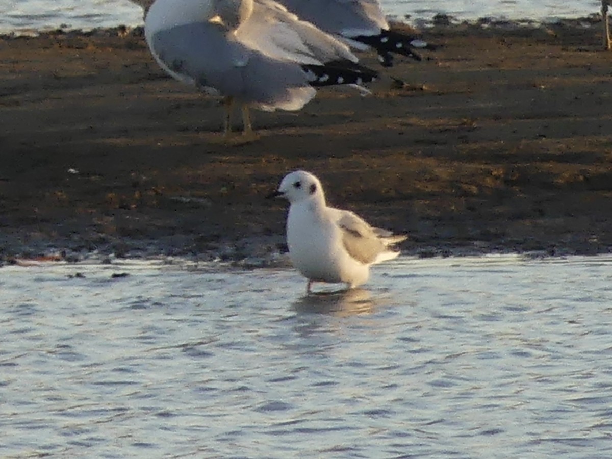 Bonaparte's Gull - ML645367321