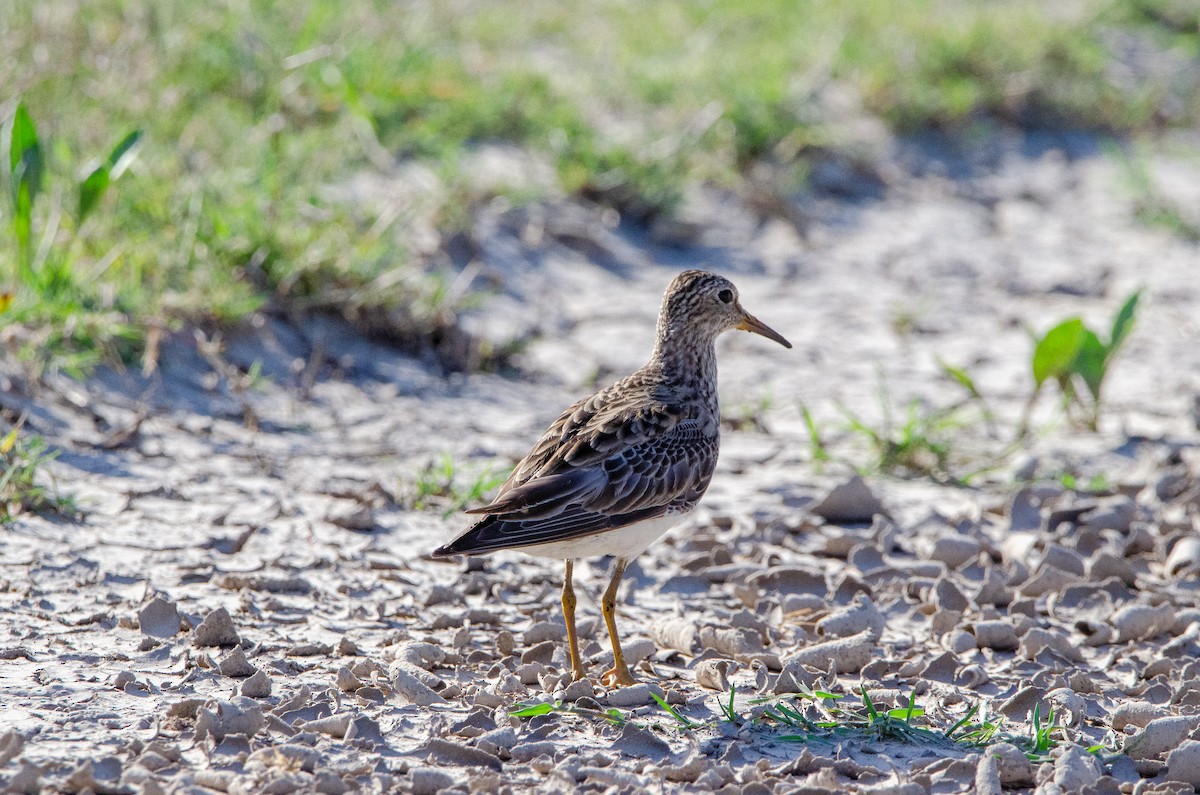 Pectoral Sandpiper - ML645367329