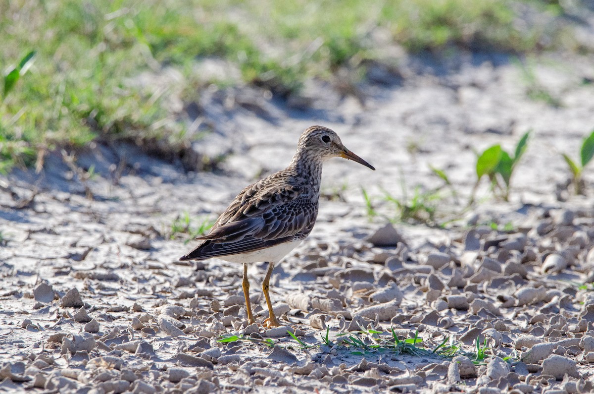 Pectoral Sandpiper - ML645367330