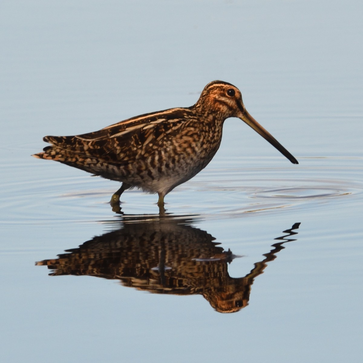 アメリカタシギ - ML645367339