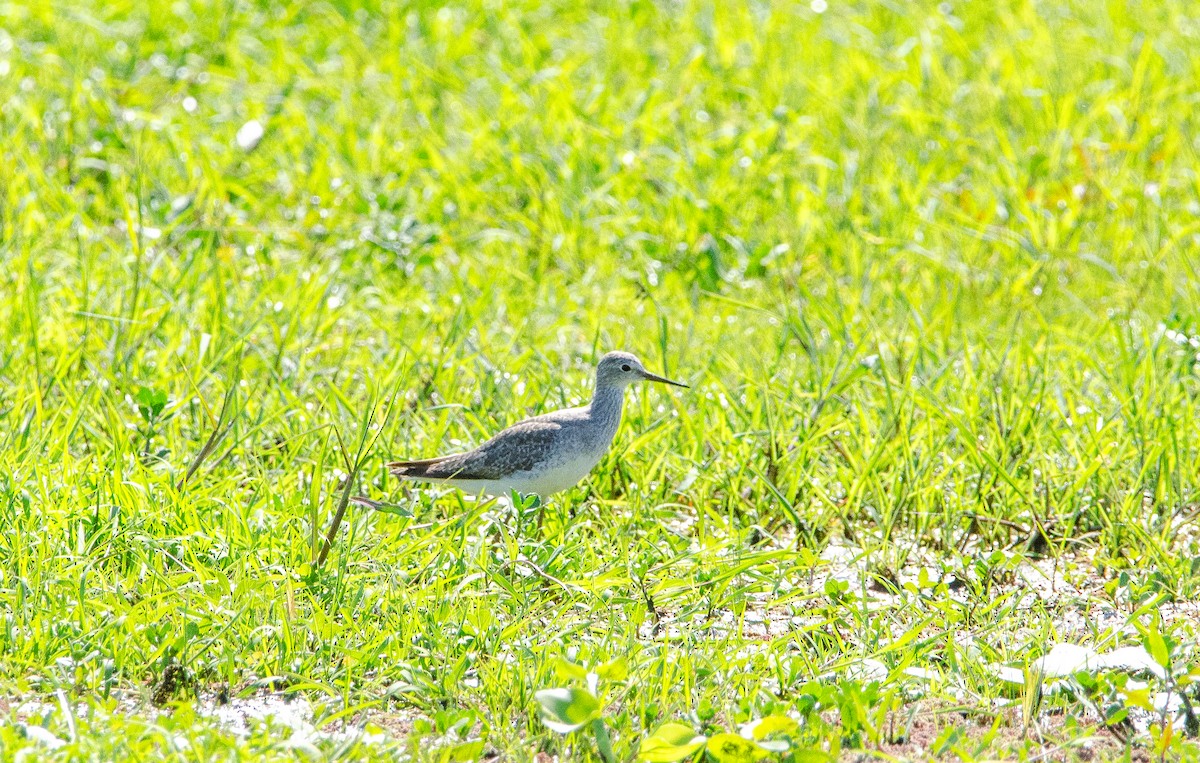 Lesser Yellowlegs - ML645367346
