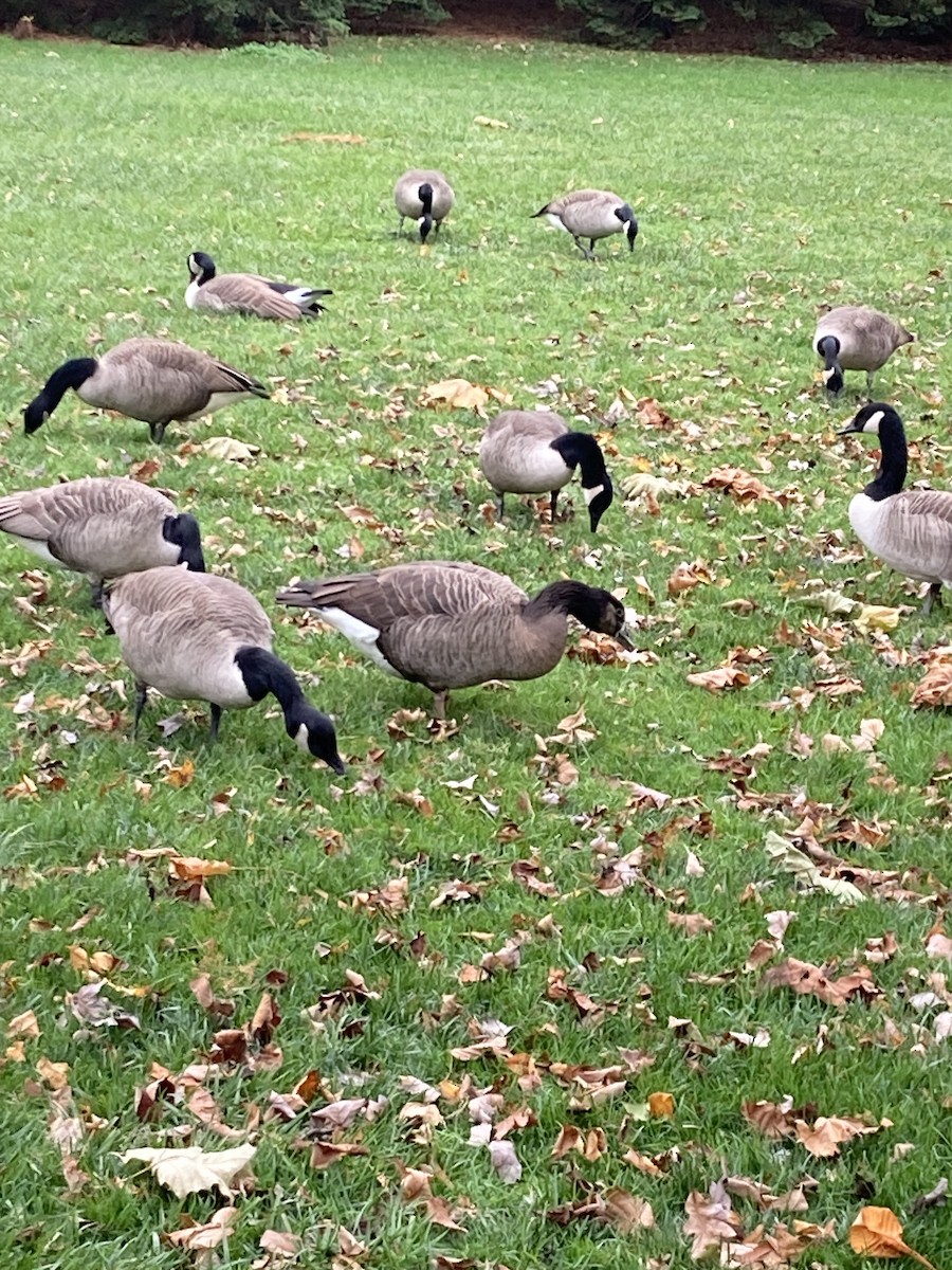 Antzara sp. (etxekoa) x kanadar handia (hibridoa) - ML645367347