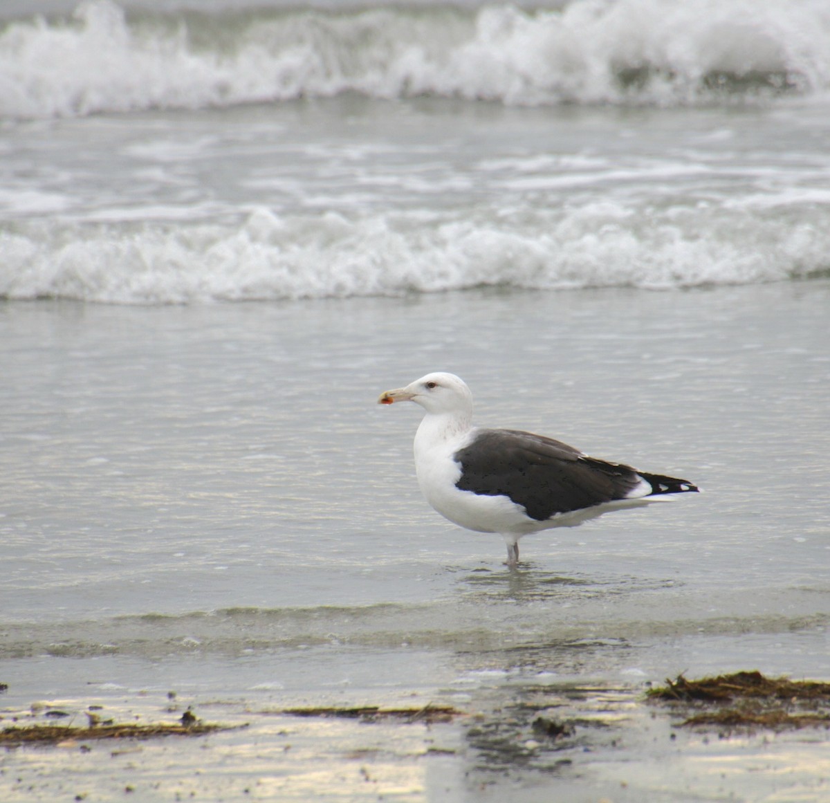 Gavión Atlántico - ML645367348