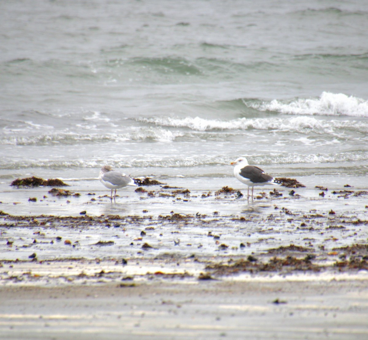 Gavión Atlántico - ML645367350