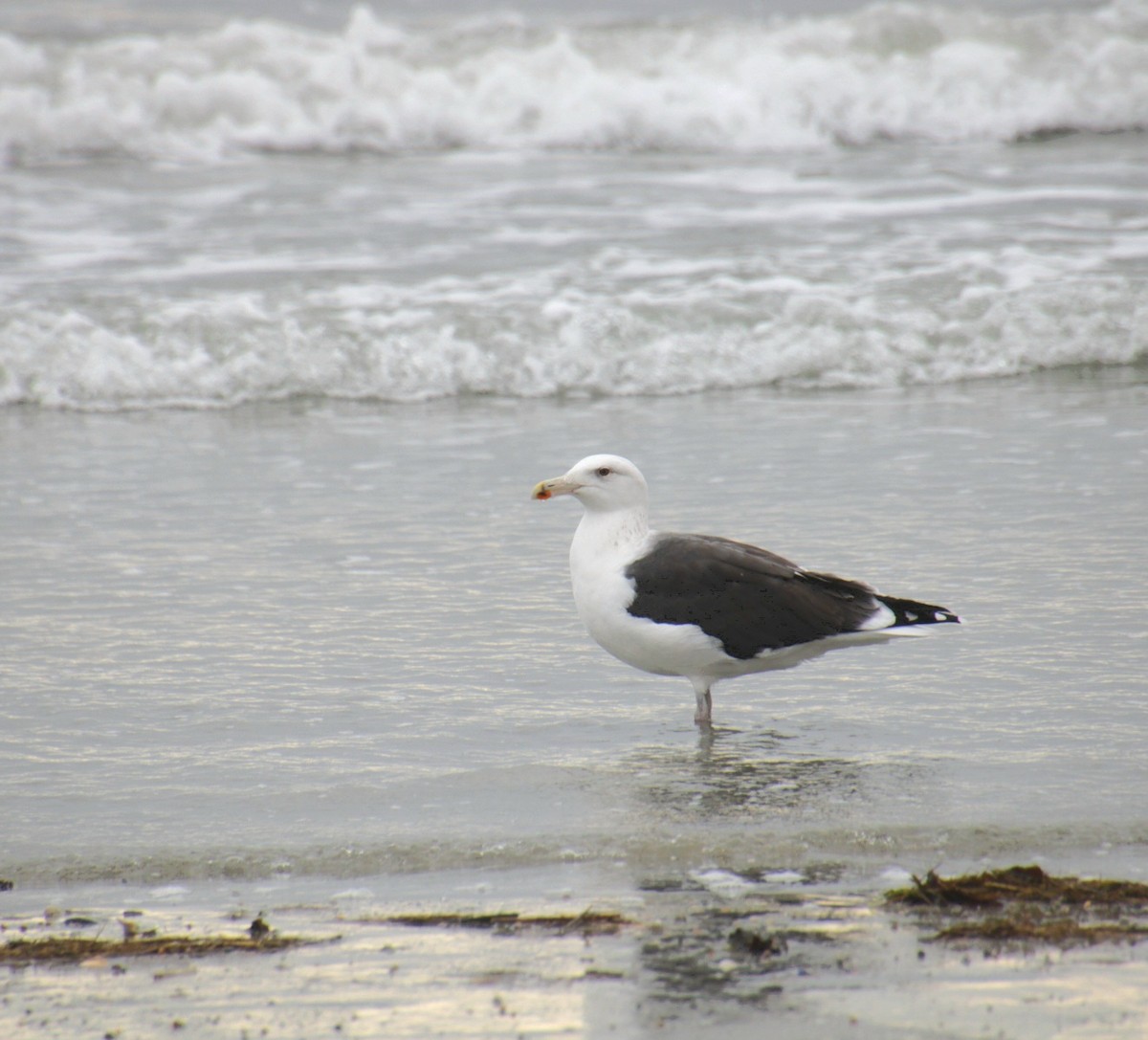 Gavión Atlántico - ML645367353