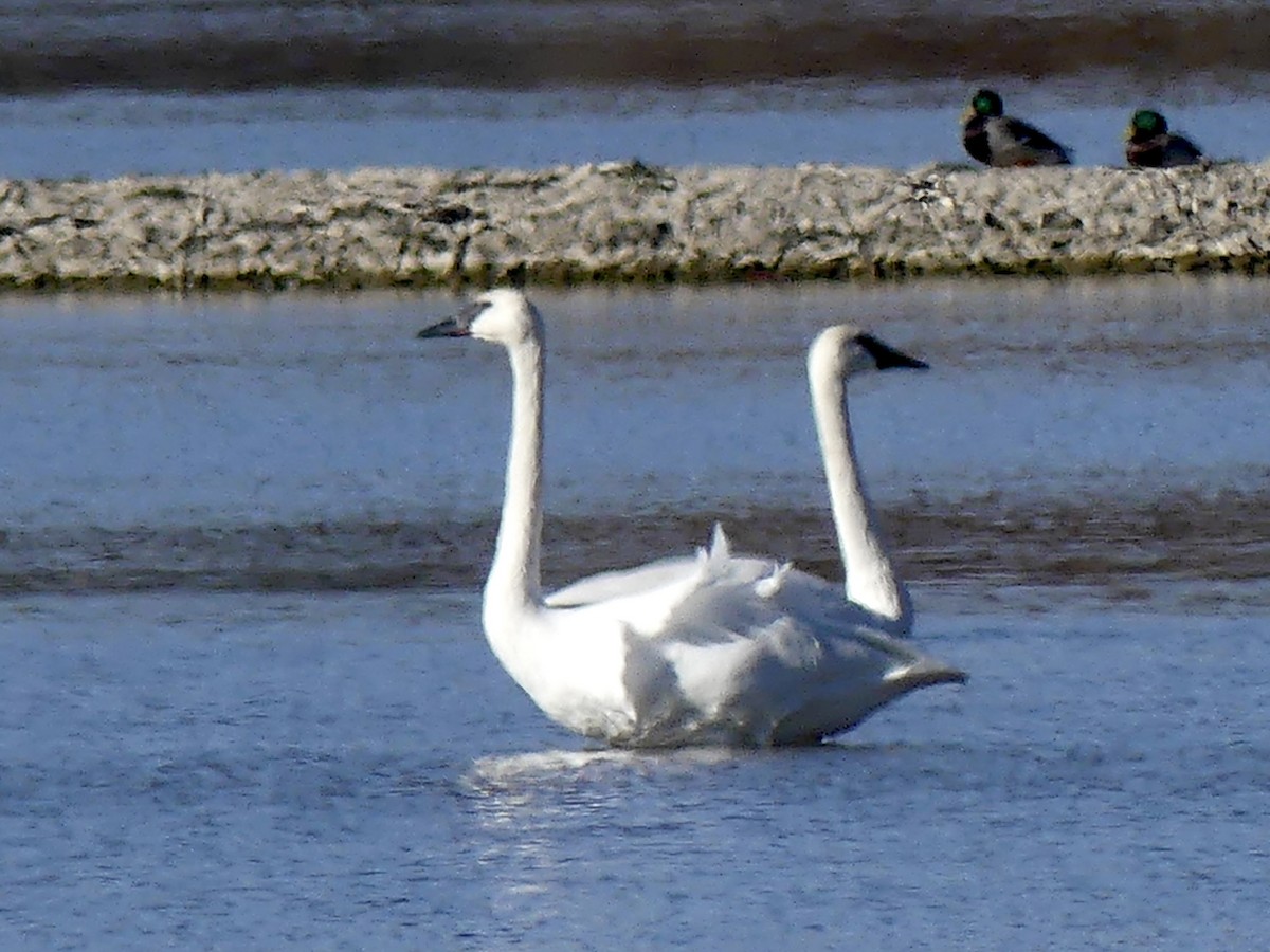 Trumpeter Swan - ML645367361