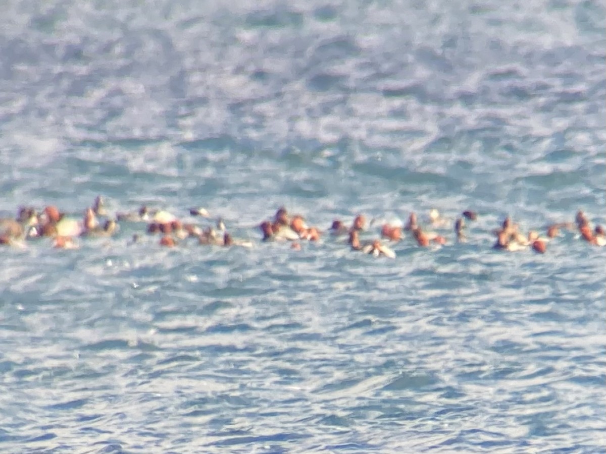 Redhead - ML645367367