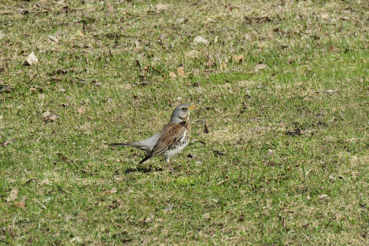 Tarla Ardıcı - ML645367368