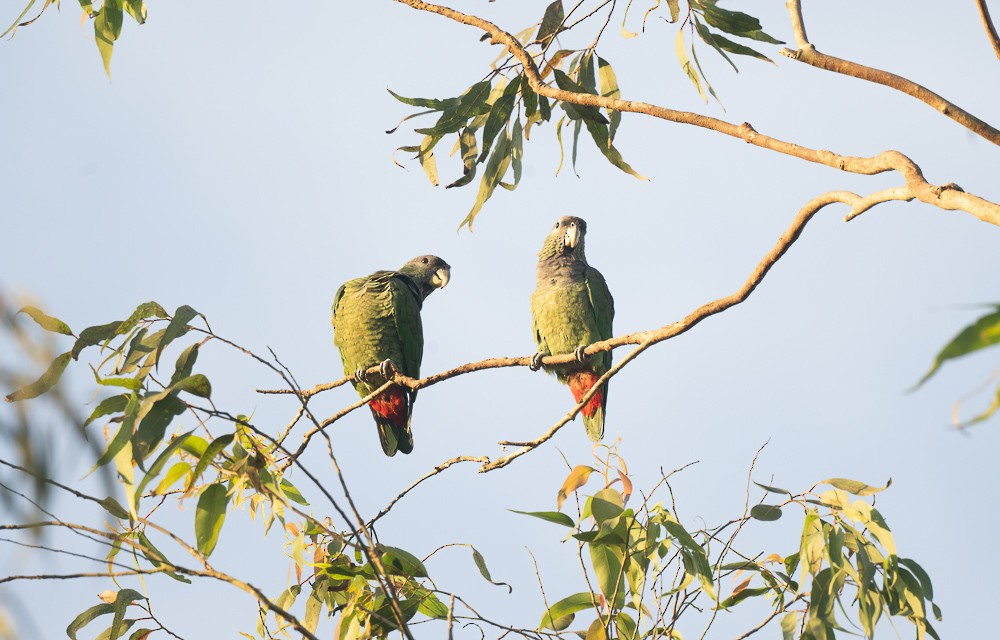 Scaly-headed Parrot - ML645367369