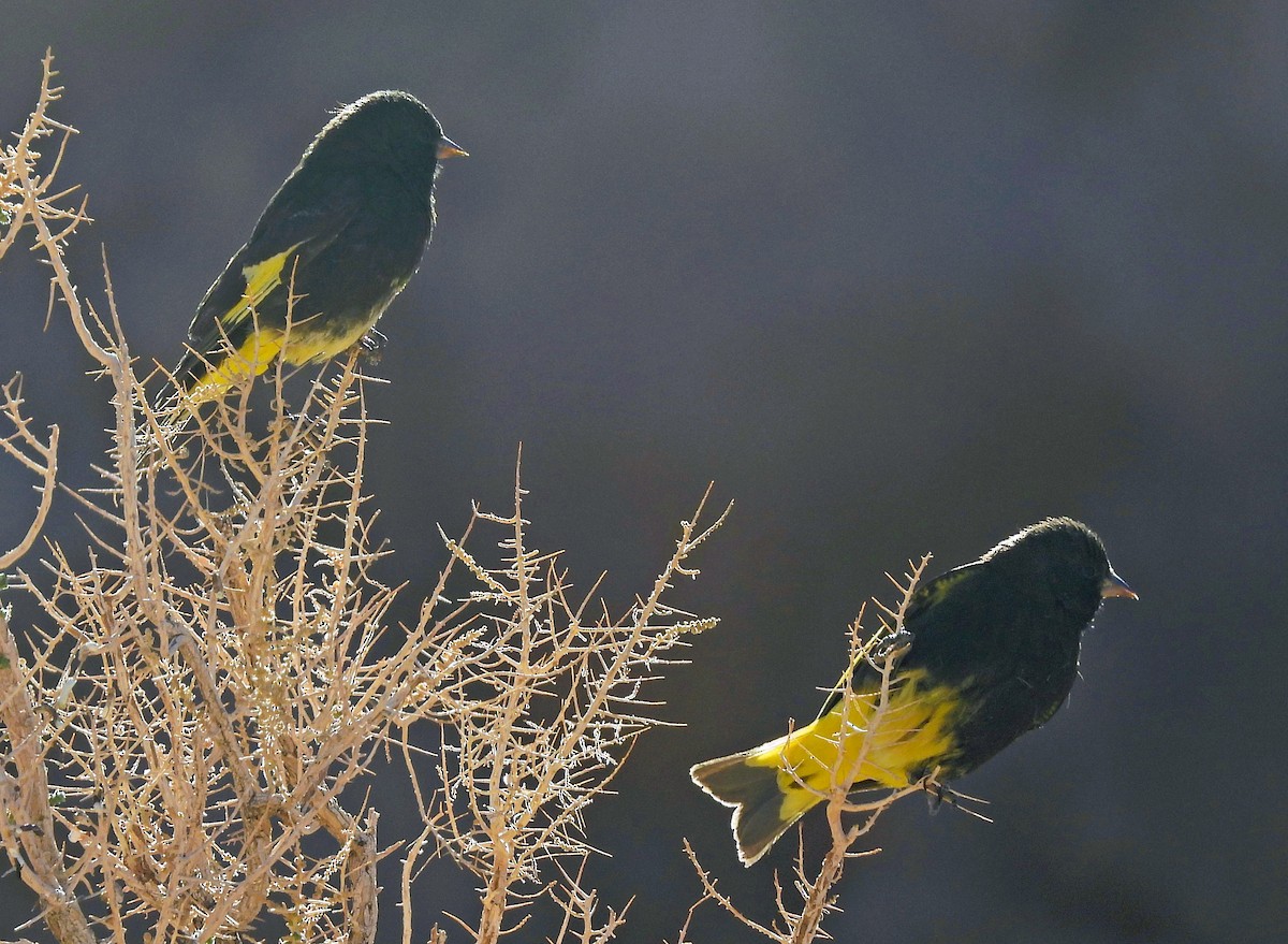 Schwarzzeisig - ML645367371