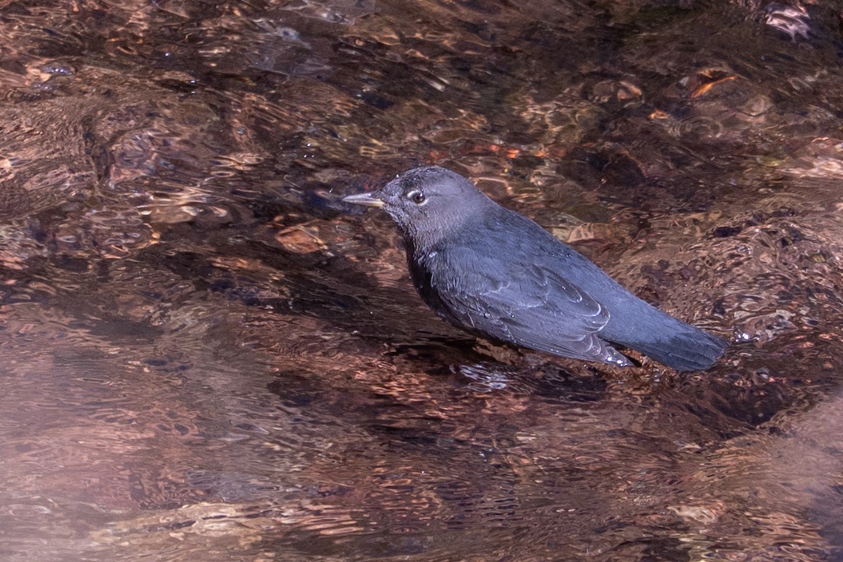 American Dipper - ML645367375