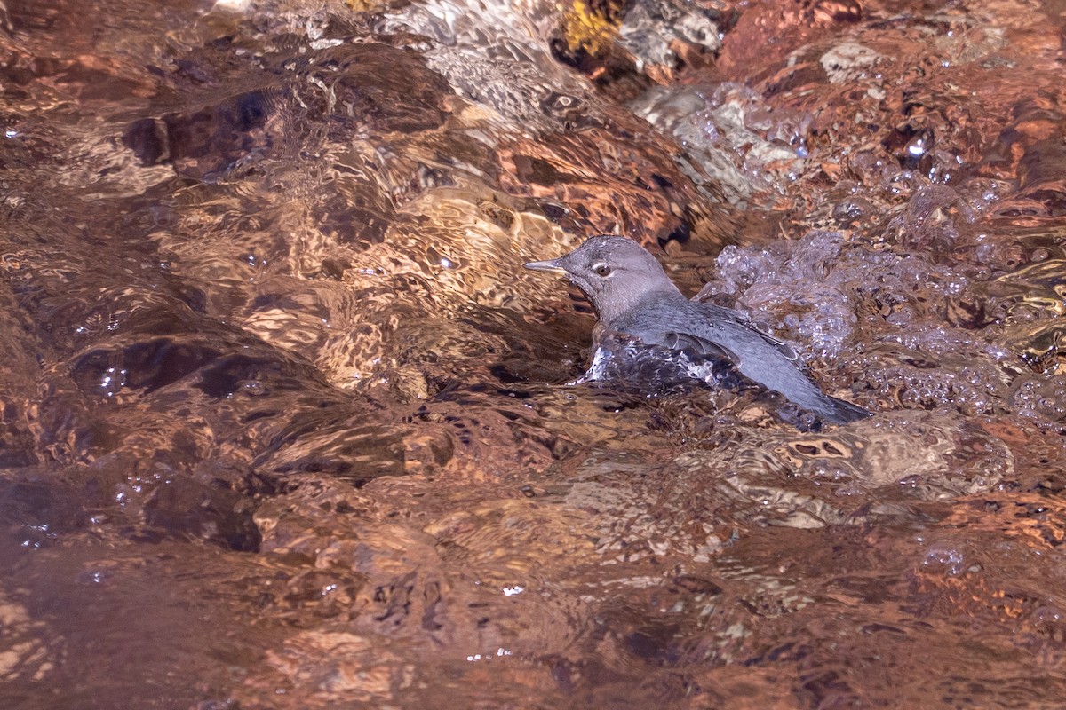 American Dipper - ML645367376