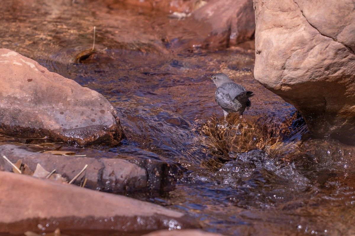 American Dipper - ML645367377