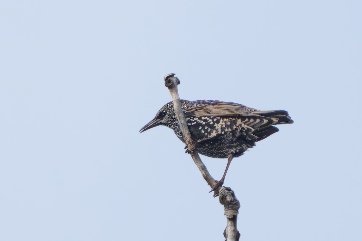 Шпак звичайний - ML645367395