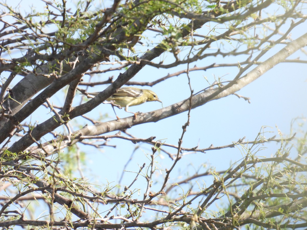 Пісняр-лісовик білощокий - ML645367398