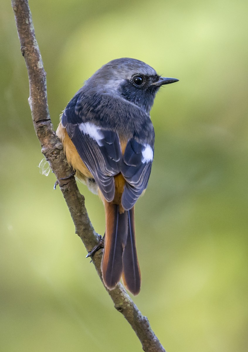 חכלילית סיבירית - ML645367403