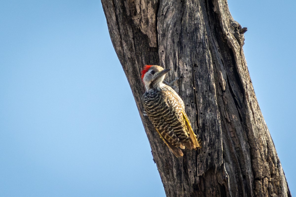 Pito Cardenal - ML645367415